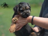 Chiot mâle Border Terrier blue tan à vendre