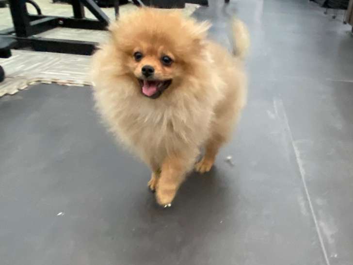 Chiot Spitz Nain disponible