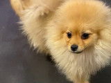 Chiot Spitz Nain disponible