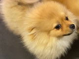 Chiot Spitz Nain disponible