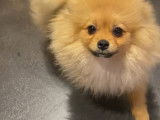 Chiot Spitz Nain disponible