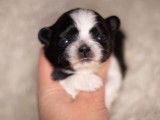 Chiots Shih Tzu à vendre
