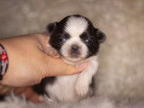 Chiots Shih Tzu à vendre