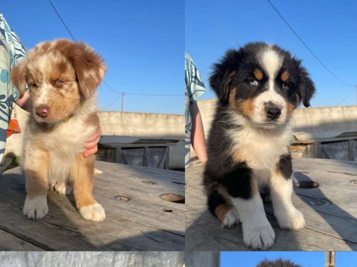 8chiots Berger Australien à réserver