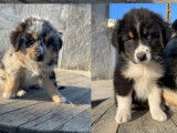 8chiots Berger Australien à réserver