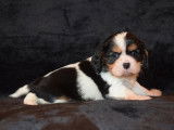 Magnifiques chiots Cavalier King Charles LOF  à vendre