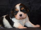 Magnifiques chiots Cavalier King Charles LOF  à vendre