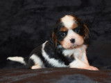 Magnifiques chiots Cavalier King Charles LOF  à vendre