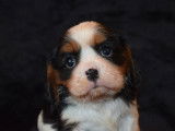 Magnifiques chiots Cavalier King Charles LOF  à vendre