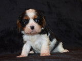 Magnifiques chiots Cavalier King Charles LOF  à vendre