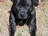 Mâle Staffordshire Bull Terrier disponible pour saillie