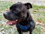 Mâle Staffordshire Bull Terrier disponible pour saillie
