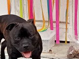 Mâle Staffordshire Bull Terrier disponible pour saillie