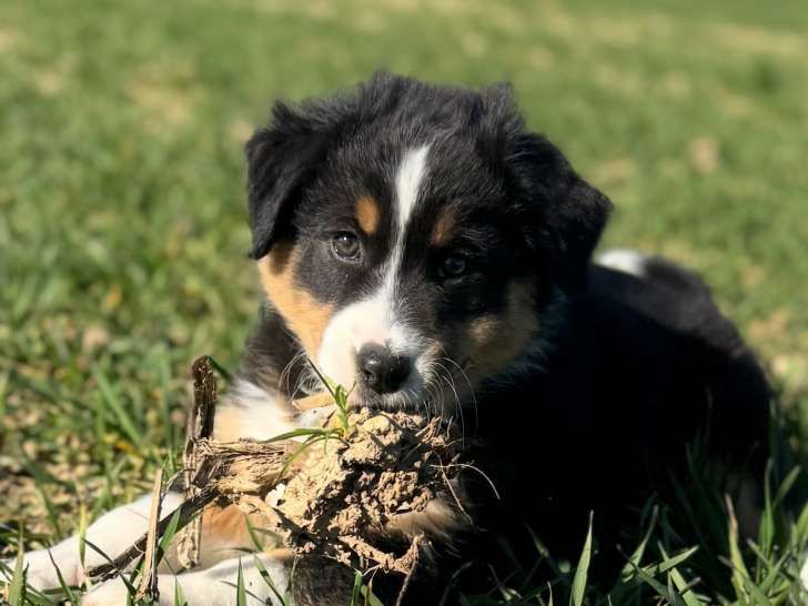 Chiots Berger Australien femelle disponible