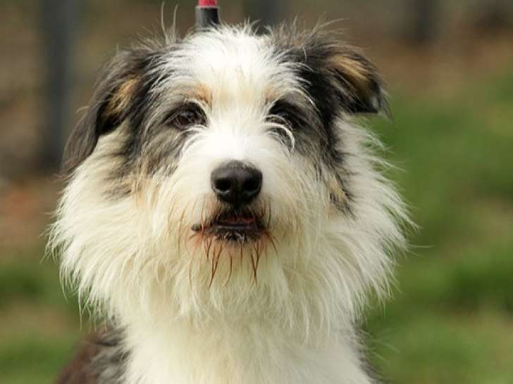 En attente d'adoption, chien tricolore