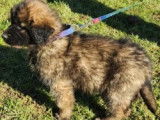 Chiots de race Leonberg à vendre