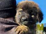 Chiots de race Leonberg à vendre