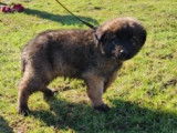 Chiots de race Leonberg à vendre