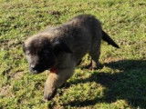 Chiots de race Leonberg à vendre