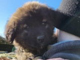Chiots de race Leonberg à vendre