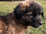 Chiots de race Leonberg à vendre