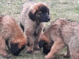 Chiots de race Leonberg à vendre