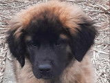 Chiots de race Leonberg à vendre