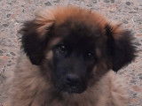 Chiots de race Leonberg à vendre