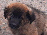 Chiots de race Leonberg à vendre