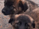 Chiots de race Leonberg à vendre