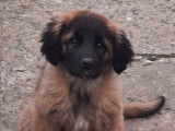Chiots de race Leonberg à vendre