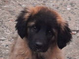Chiots de race Leonberg à vendre