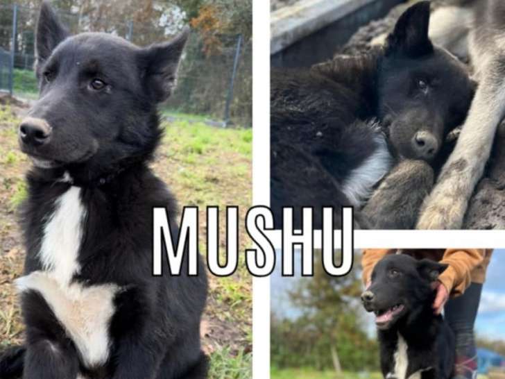 Chiot mâle de 6 mois à adopter