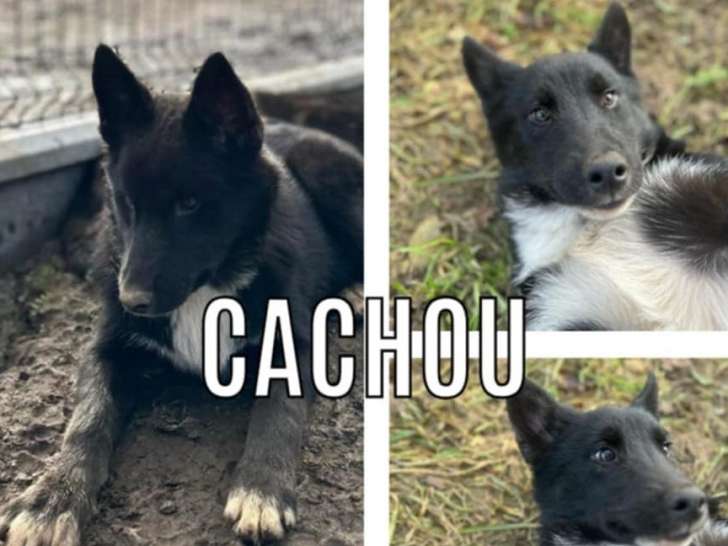 Chiot mâle disponible à l'adoption