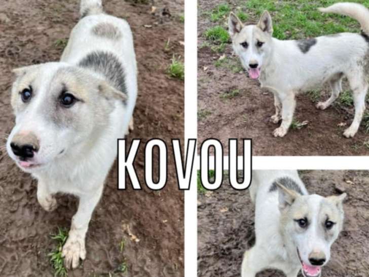 Chiot mâle gris et blanc à la recherche d’une famille