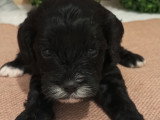 Chiots Cavapoo à vendre
