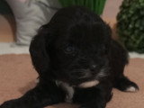 Chiots Cavapoo à vendre