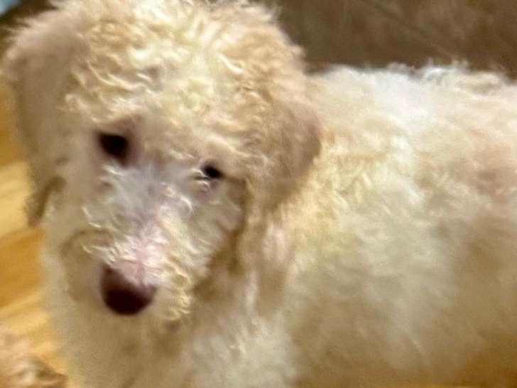 Chiots Goldendoodle à vendre