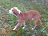 Chien de type Staff à donner