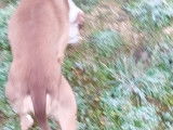 Chien de type Staff à donner