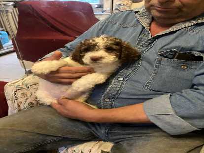 Lagottos LOF paiement 4 fois