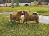 Chiots Shiba Inu à vendre