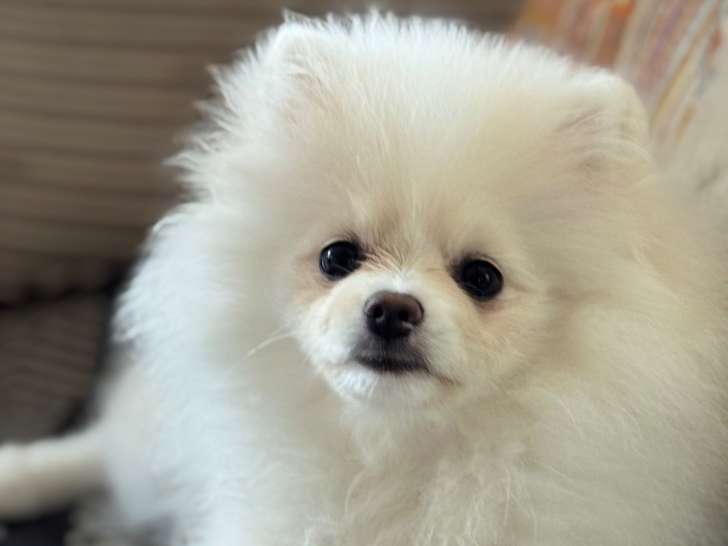 Femelle de Spitz Pomeranian à vendre