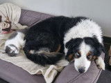 Cherche femelle Border Collie pour saillie