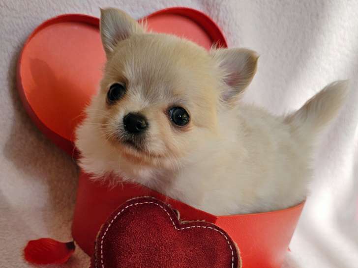 Superbe petit mâle Chihuahua à poil long, LOF, à vendre