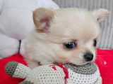 Superbe petit mâle Chihuahua à poil long, LOF, à vendre