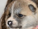 Chiots Akita Inu à vendre