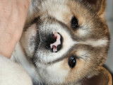 Chiots Akita Inu à vendre