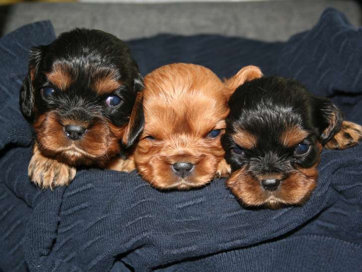 Chiots Cavalier King Charles à vendre