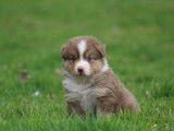 Chiots Berger Australien à vendre
